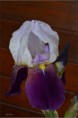 /album/fleurs-dun-jardin-2015/dsc-5293-copie-jpg/